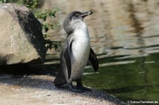 Humboldtpinguin (Spheniscus humboldti) im Naturzoo Rheine