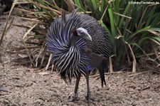 Geier-Perlhuhn (Acryllium vulturinum) im Naturzoo Rheine