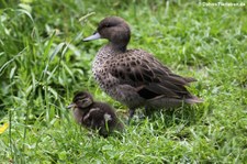 Chile-Krickenten (Anas flavirostris flavirostris) im Naturzoo Rheine