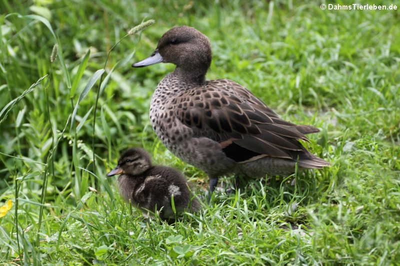 Chile-Krickenten (Anas flavirostris flavirostris)