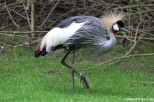 Ostafrikanischer Kronenkranich (Balearica regulorum gibbericeps) im Naturzoo Rheine