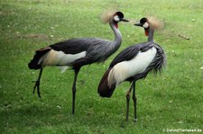 Ostafrikanische Kronenkraniche (Balearica regulorum gibbericeps) im Naturzoo Rheine