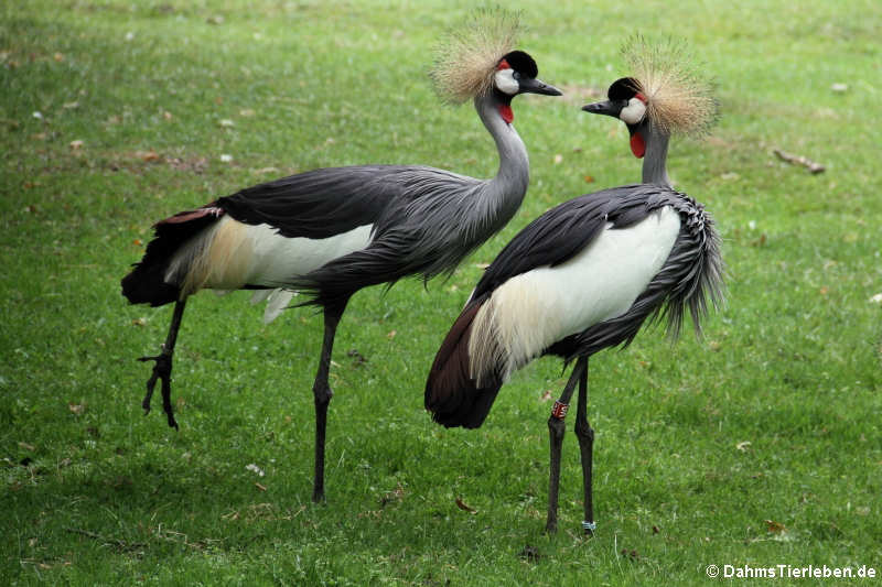 Ostafrikanische Kronenkraniche (Balearica regulorum gibbericeps)