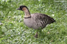 Hawaiigans (Branta sandvicensis) im Naturzoo Rheine