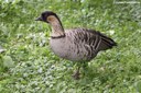 Branta sandvicensis