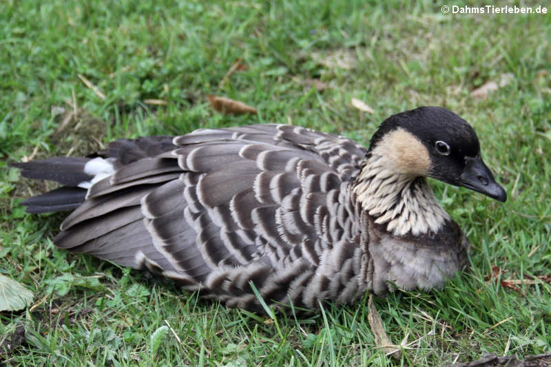 Branta sandvicensis