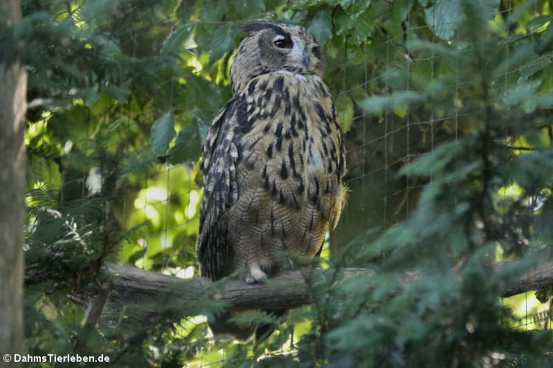 Uhu (Bubo bubo)