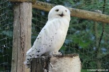 Schnee-Eule (Bubo scandiacus) im Naturzoo Rheine