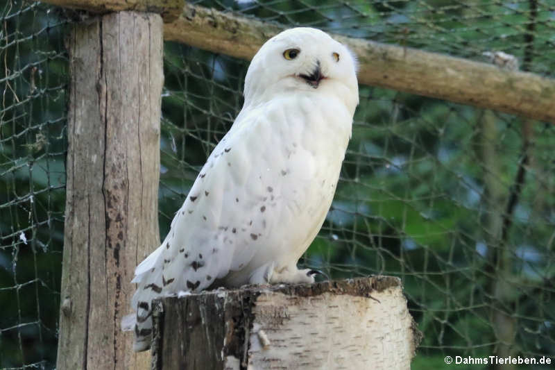 Schnee-Eule (Bubo scandiacus)