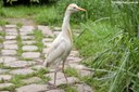 Ardea ibis