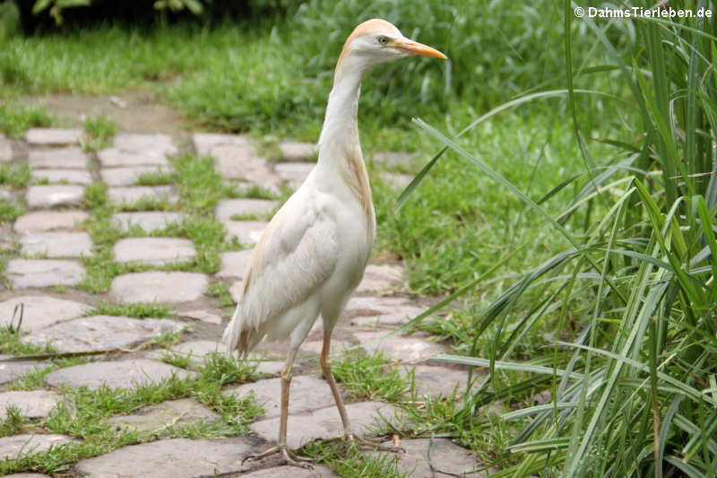 Bubulcus ibis