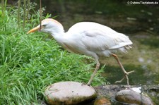Kuhreiher (Bubulcus ibis) im Naturzoo Rheine