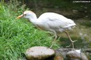 Bubulcus ibis