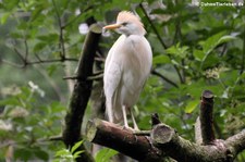 Kuhreiher (Bubulcus ibis) im Naturzoo Rheine