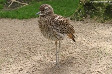 Kaptriel (Burhinus capensis) im Naturzoo Rheine