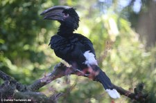 Trompeterhornvogel (Bycanistes bucinator) im Naturzoo Rheine