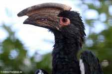 Trompeterhornvogel (Bycanistes bucinator) im Naturzoo Rheine