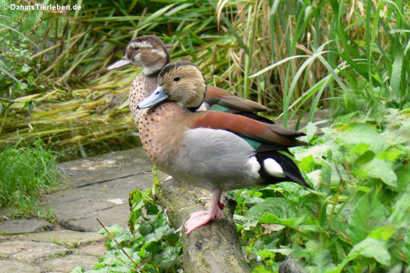 Rotschulterenten (Callonetta leucophrys)