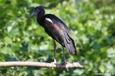 Abdimstorch (Ciconia abdimii) im Naturzoo Rheine