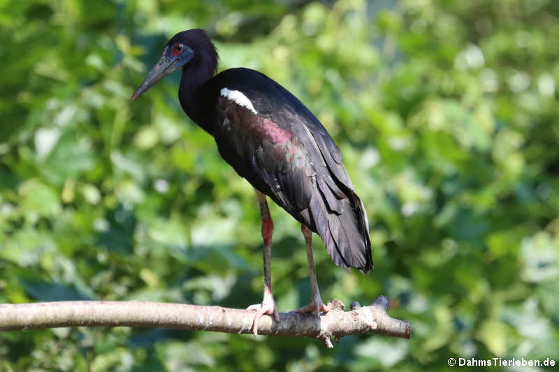 Abdim-Storch (Ciconia abdimii)