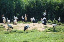 Weißstörche (Ciconia ciconia) im Naturzoo Rheine