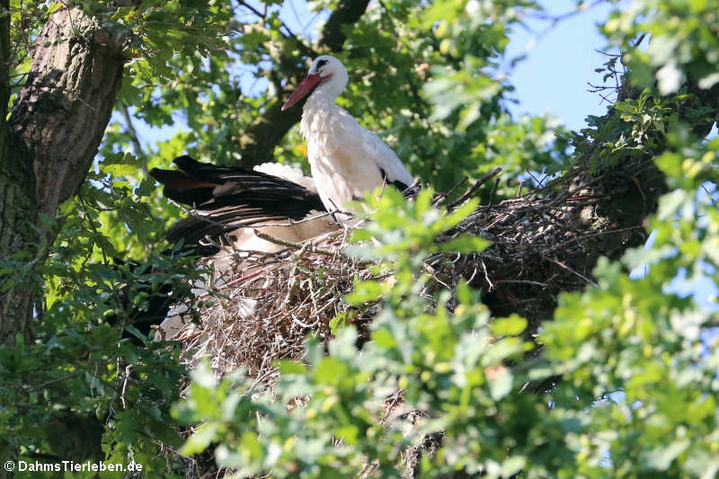 Weißstorch (Ciconia ciconia)