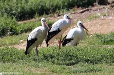 Weißstörche (Ciconia ciconia) im Naturzoo Rheine