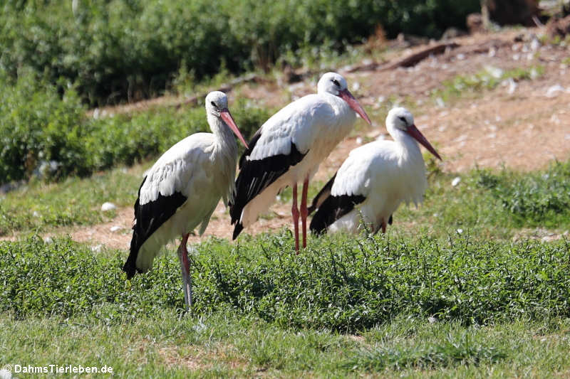 Weißstörche (Ciconia ciconia)