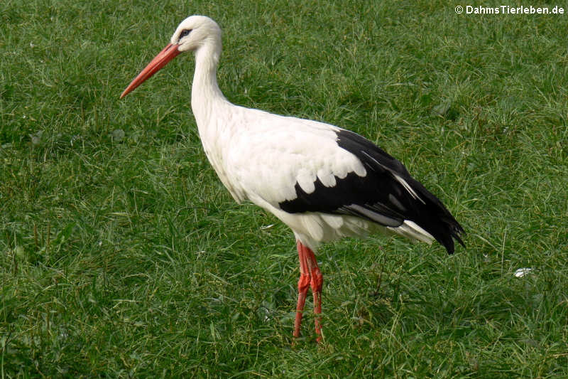 Weißstorch (Ciconia ciconia)