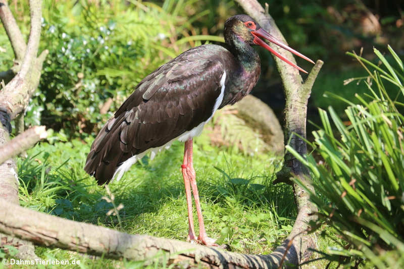 Schwarzstorch (Ciconia nigra)