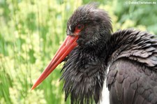 Schwarzstorch (Ciconia nigra) im Naturzoo Rheine