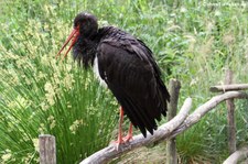 Schwarzstorch (Ciconia nigra) im Naturzoo Rheine