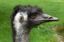 Großer Emu (Dromaius novaehollandiae) im Naturzoo Rheine