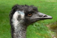 Emu (Dromaius novaehollandiae) im Naturzoo Rheine