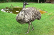 Emu (Dromaius novaehollandiae) im Naturzoo Rheine
