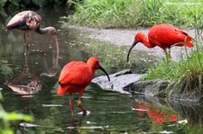 Scharlachsichler (Eudocimus ruber) im Naturzoo Rheine