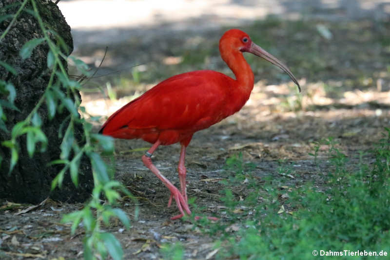 Roter Sichler (Eudocimus ruber)