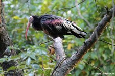 Waldrapp (Geronticus eremita) im Naturzoo Rheine