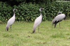 Jungfernkranich (Anthropoides virgo) im Naturzoo Rheine