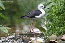 Stelzenläufer (Himantopus himantopus) im Naturzoo Rheine