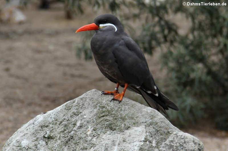 Inka-Seeschwalbe (Larosterna inca)