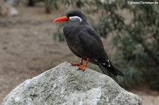 Inkaseeschwalbe (Larosterna inca) im Naturzoo Rheine