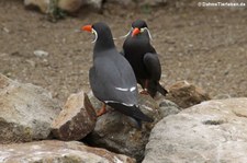 Inkaseeschwalben (Larosterna inca) im Naturzoo Rheine