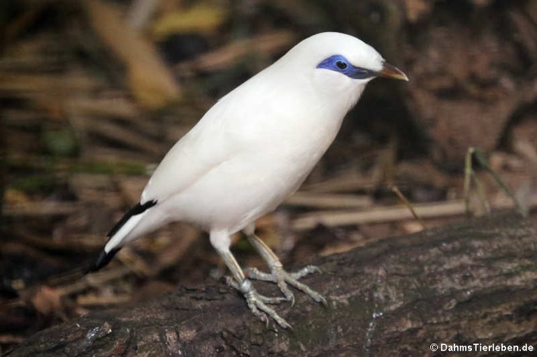 Leucopsar rothschildi