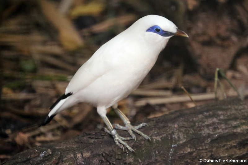 Balistar (Leucopsar rothschildi)