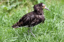 Kampfläufer (Calidris pugnax) im Naturzoo Rheine