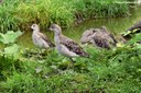 Calidris pugnax