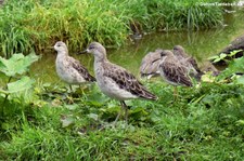 Kampfläufer (Calidris pugnax) im Naturzoo Rheine