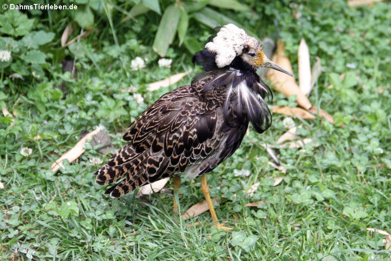 Kampfläufer (Calidris pugnax)