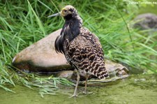 Kampfläufer (Calidris pugnax) im Naturzoo Rheine